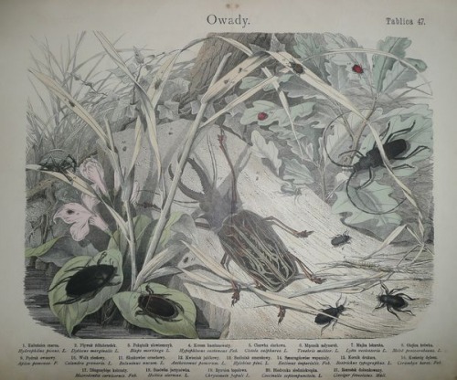 Historia naturalna państwa zwierzęcego, 1884 T.47-Owady
